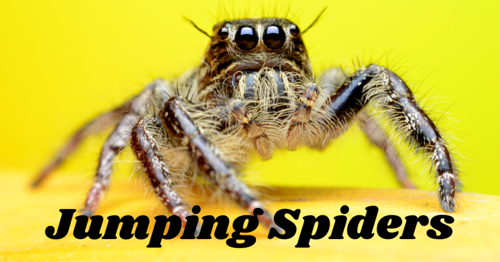 Jumping-Spiders