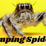 Jumping-Spiders