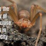 Brown-Recluse- Spiders- in- Arizona- City