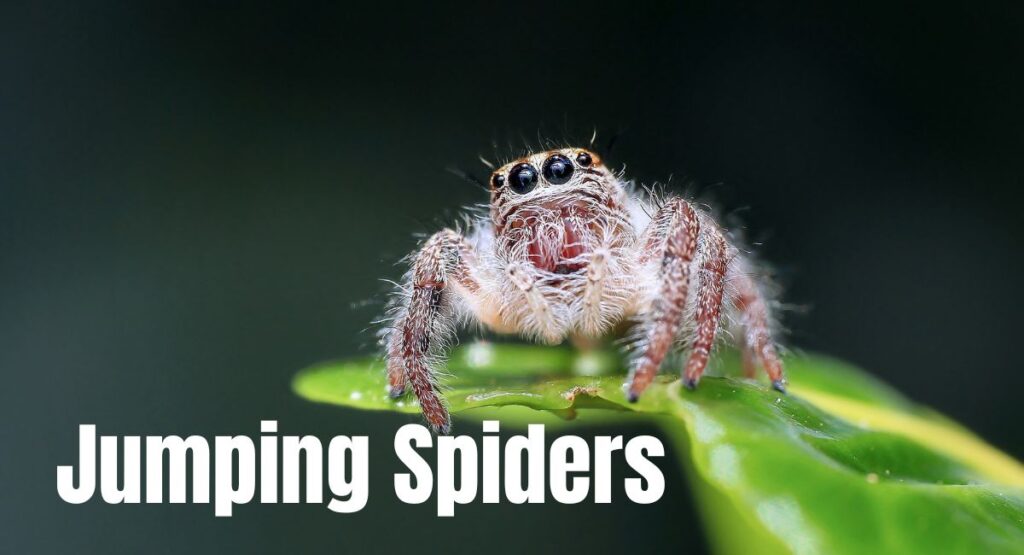 Jumping-Spiders