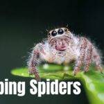 Jumping-Spiders