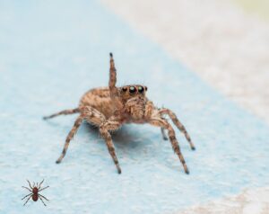 Jumping-Spiders