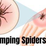 Jumping-Spiders