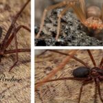 Brown-Recluse-Spider