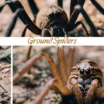 Ground-Spiders