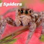 Jumping-Spiders