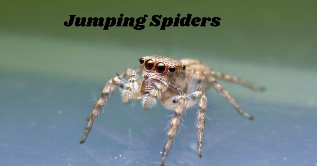 Jumping-Spiders