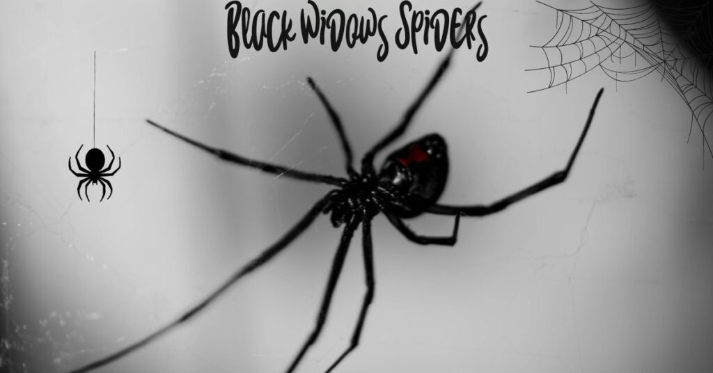 Black-Widows-Spiders