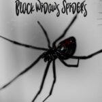 Black-Widows-Spiders