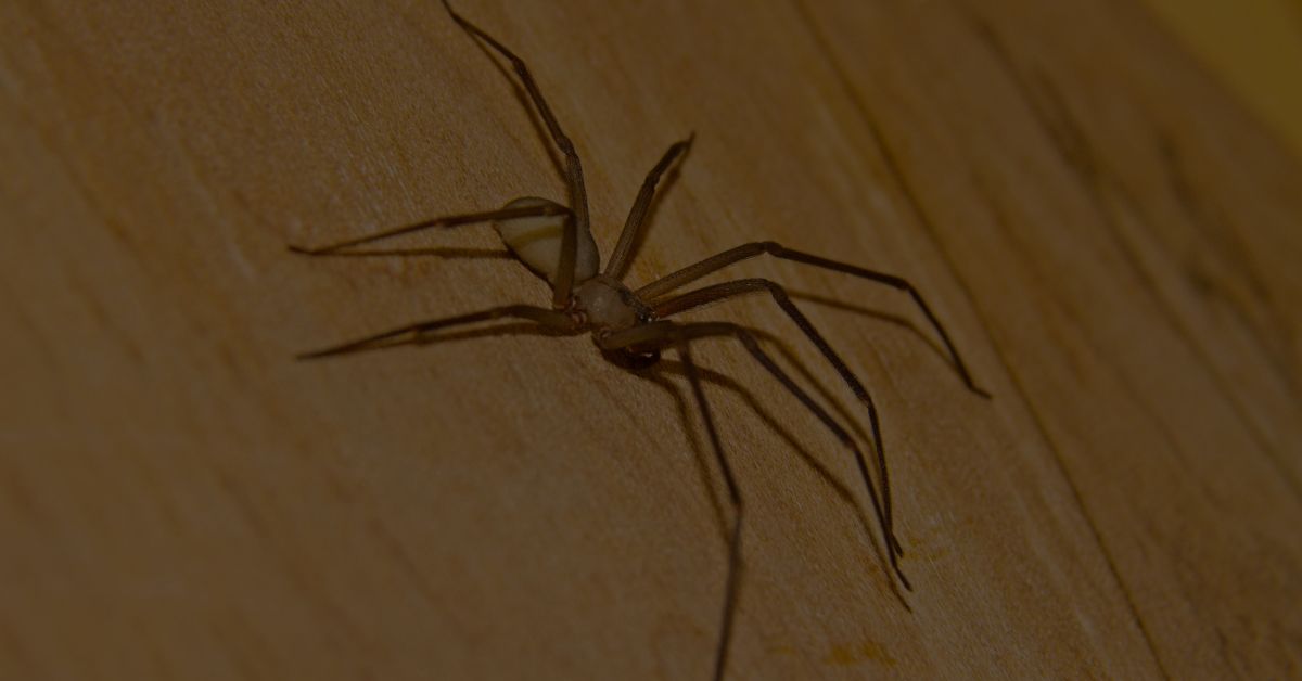 Brown-Recluse