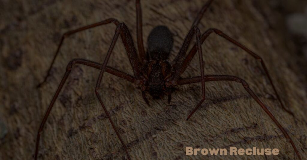 Brown-Recluse