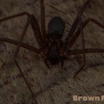 Brown-Recluse