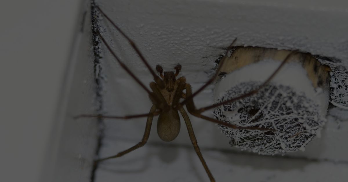 Brown-Recluse