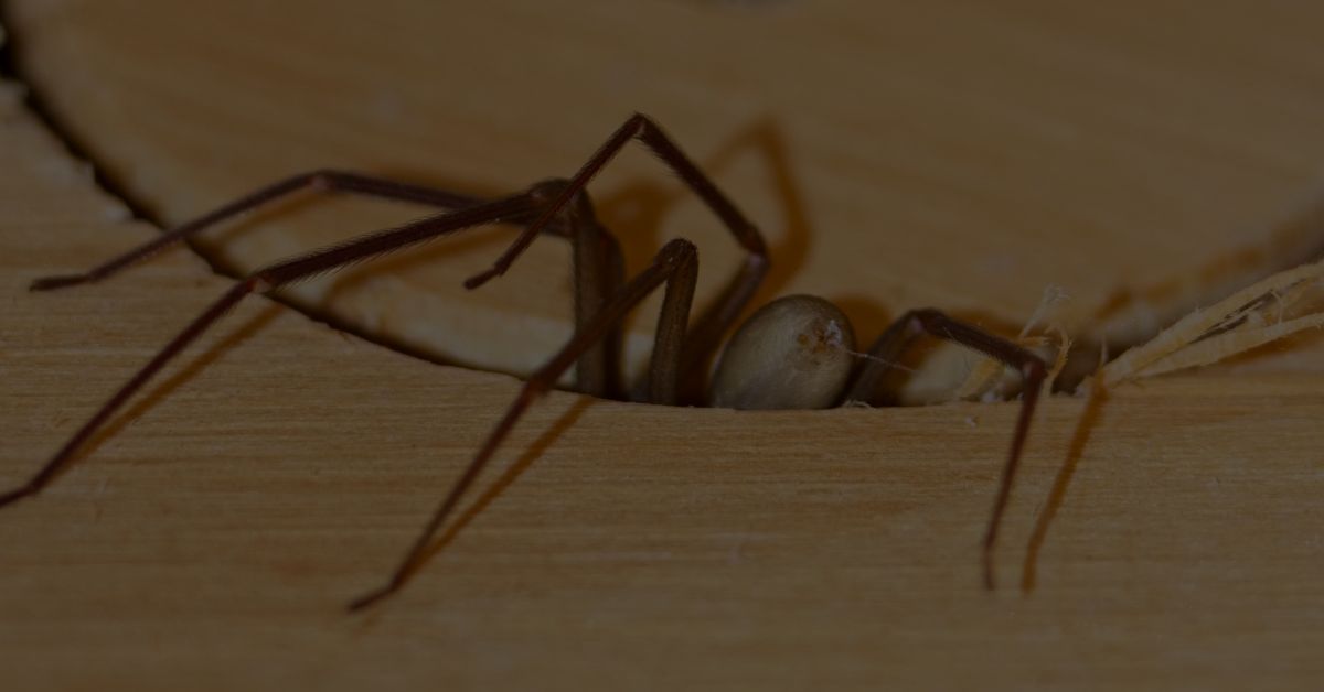 Brown-Recluse