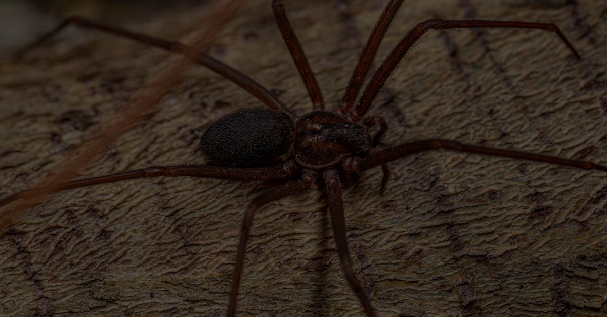 Brown-Recluse