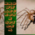 Brown Recluse Spider