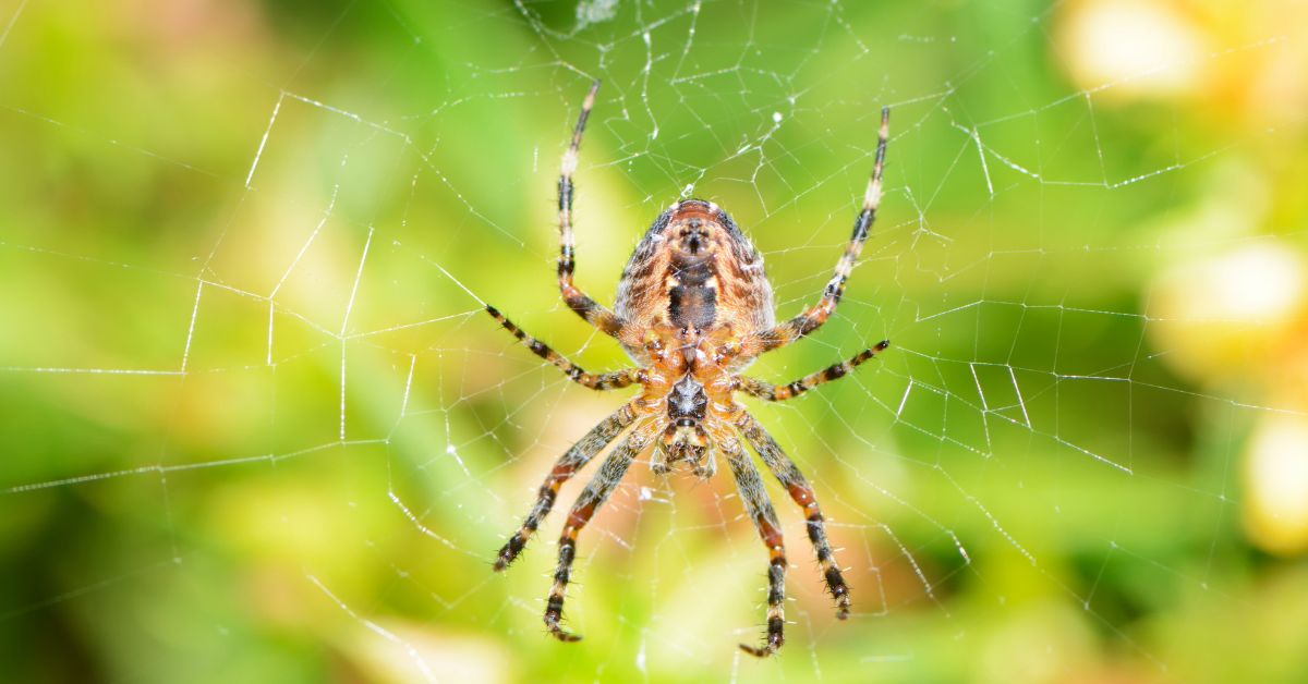 Grass-Spiders