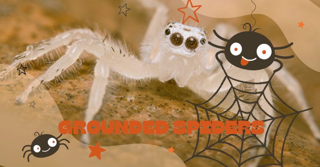 Grounded-Spiders