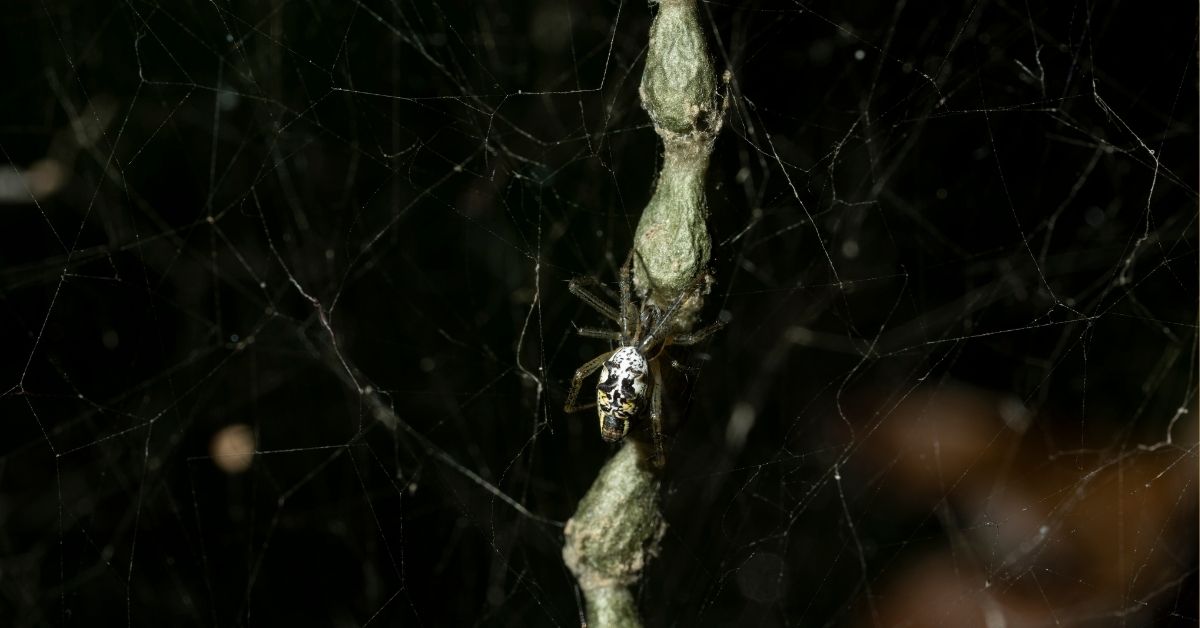 Grounded-Spiders