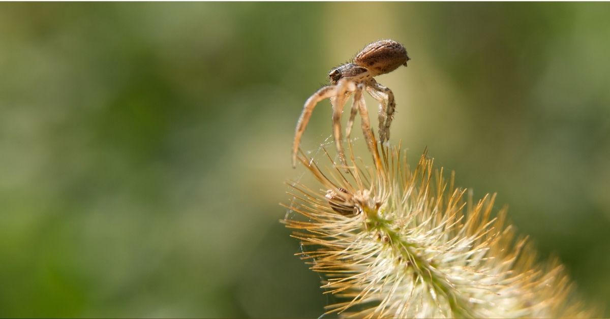 Grounded-Spiders