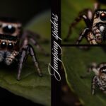 Jumping-Spiders