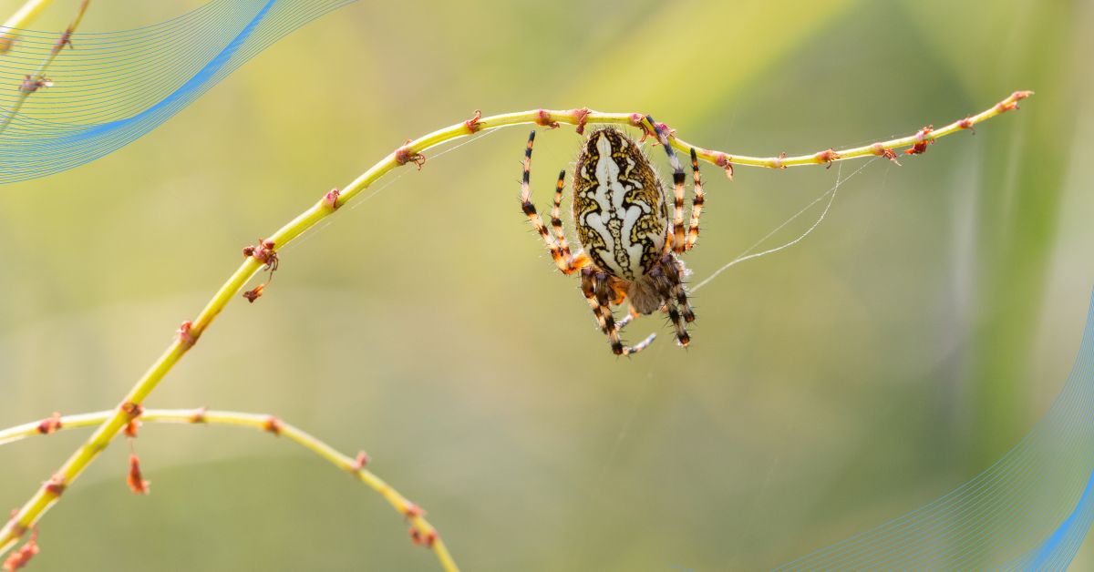 Orb-Weavers