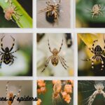 Types-of-Spiders