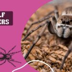 Wolf-spiders