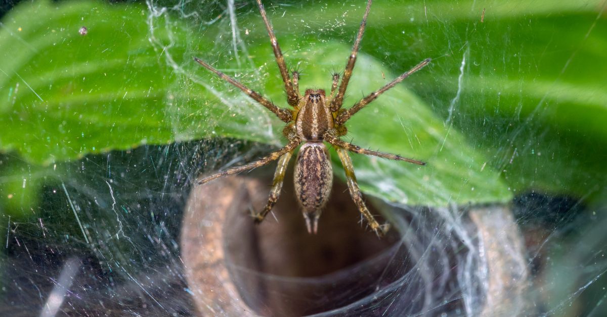 Wolf-spiders