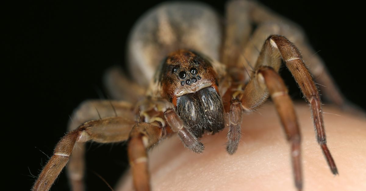 Wolf-spiders