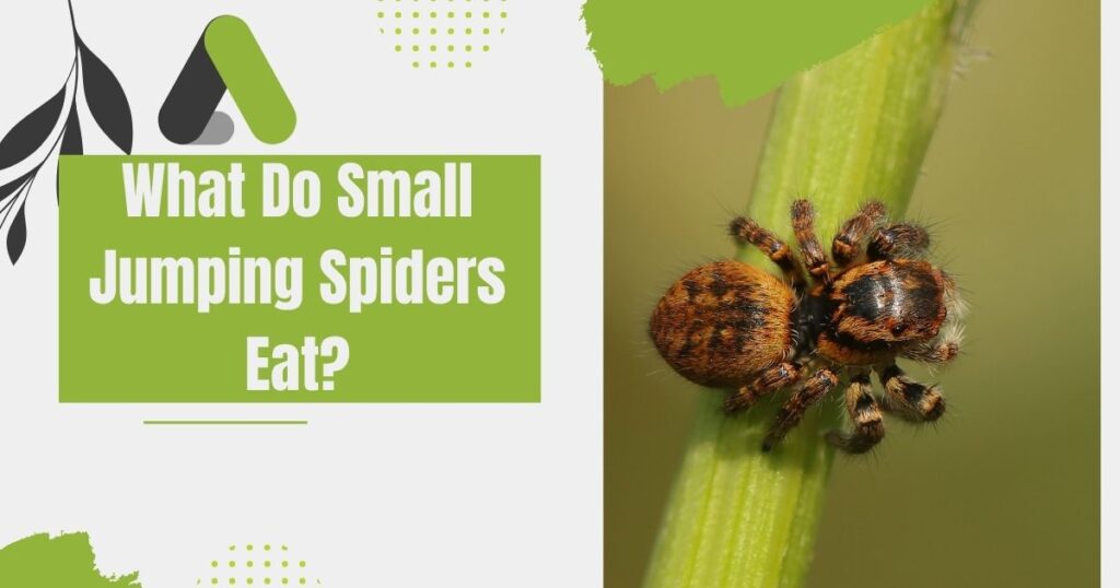 What-Do-Small-Jumping-Spiders-Eat?