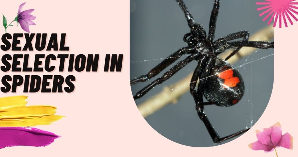 Sexual-Selection-in-Spiders