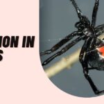 Sexual-Selection-in-Spiders