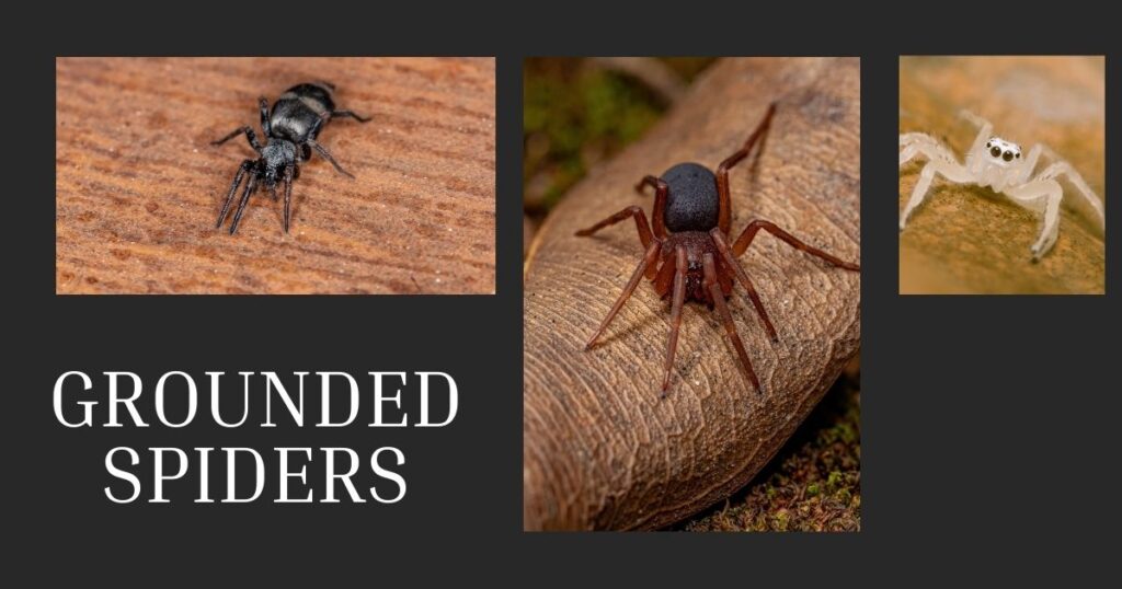 Grounded-Spiders