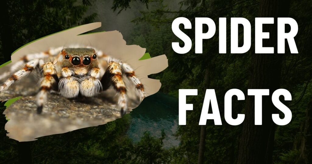 Spider-Facts