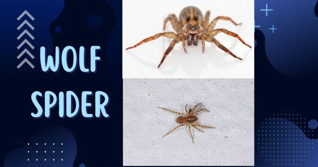 Wolf-Spider